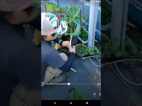 ルバーブが熟しているかどうかはどうやってわかりますか?園芸の専門家からのアドバイス  庭園