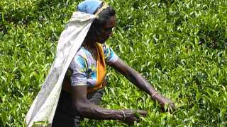 preview picture of video 'Tea Pickers - Norwood, Central Highlands, SRI LANKA (2)'