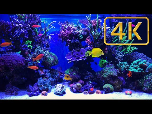Schwings Reef Aquarium - 500l 4K