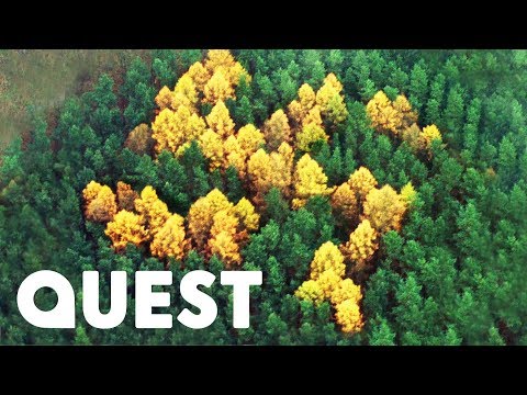 Where Did The Mysterious Swastika In This Forest Come From? | What On Earth?