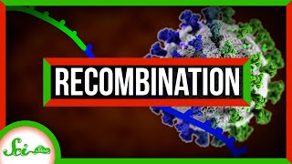 COVID-19 Variant Recombination: Threat or Achilles Heel?
