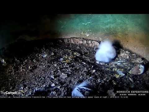White-tailed Tropicbird Chick Has A Stretch – May 1, 2019