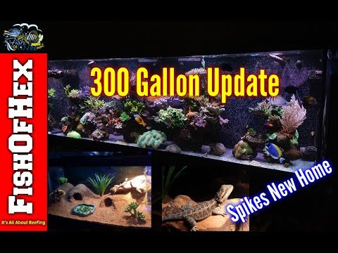 300 Gallon Update & Spikes New Lizzardscape!