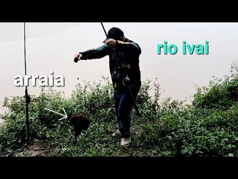 Pegamos duas arraias no Rio ivai. Balsa velha de Ivatuba Pr. 