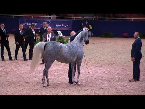 Memories of Aachen 2019 - All Nations Cup - Part 4 - Class 7a - Mares, 4-6 Years old