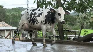 Vídeo 9 - 1º LEILÃO ANUAL SITIO TIMOTEO | VACAS 3/4 E 7/8