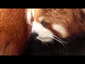 One fresh, one packed, the pretty Red Panda eats apple