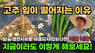 고추꽃이 떨어지는 현상 고추가 떨어지는 이유 고추잎이 누렇게 변하는 이유