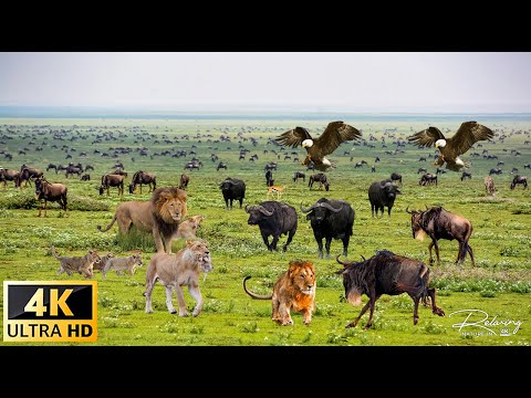 African Wildlife: Tarangire National Park Scenic Wildlife Film With Real Sounds
