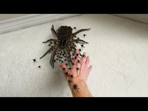 perché ho litigato con una madre RAGNO...