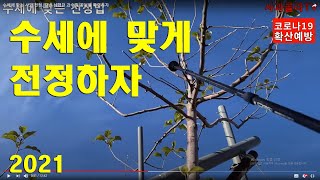 수세에 맞는 사과 전정. 갈반 심했던 과수원 꽃눈을 확인하자