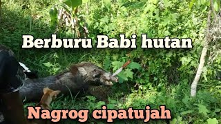 Download lagu Berburu babi hutan || Nagrog Cipatujah || Hampir ... mp3