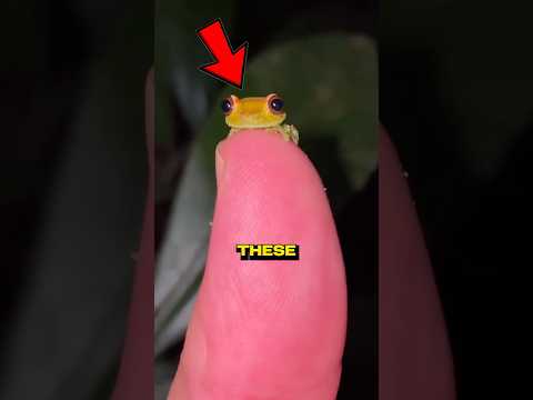 Frogs So Cute You’ll Want One as a Pet! 🐸💕 #facts #shorts