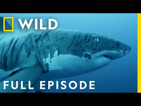Shark Strike: Tranquility to Terror (Full Episode) | When Sharks Attack