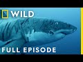 Shark Strike Tranquility To Terror Full Episode When Sharks Attack