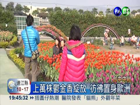 15萬株鬱金香綻放 台中花海迎客