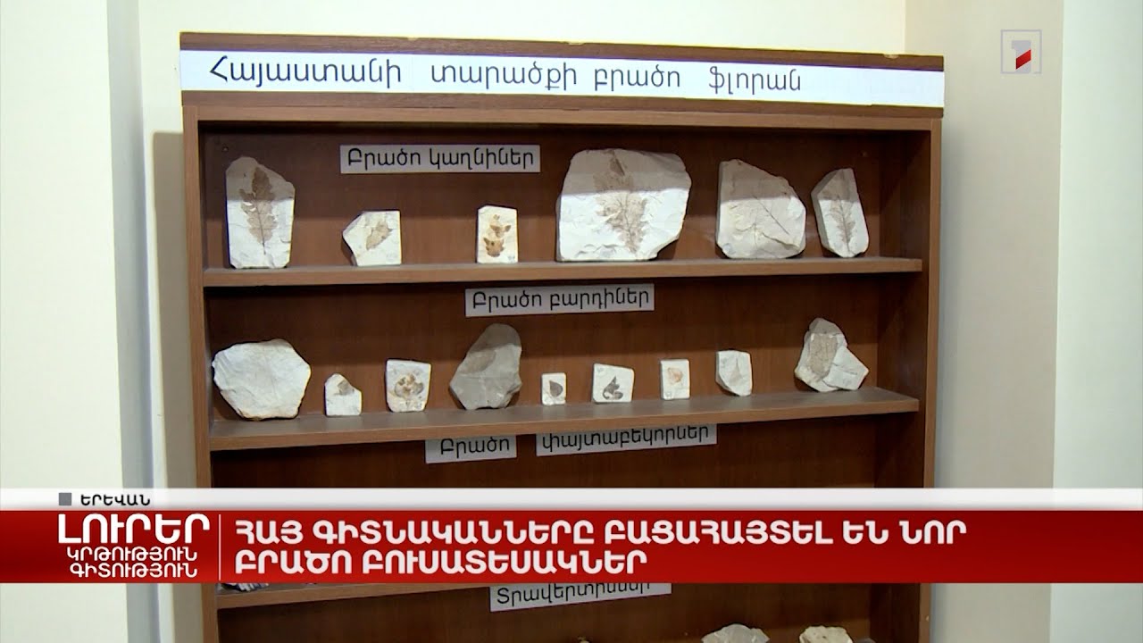 Հայ գիտնականները բացահայտել են նոր բրածո բուսատեսակներ