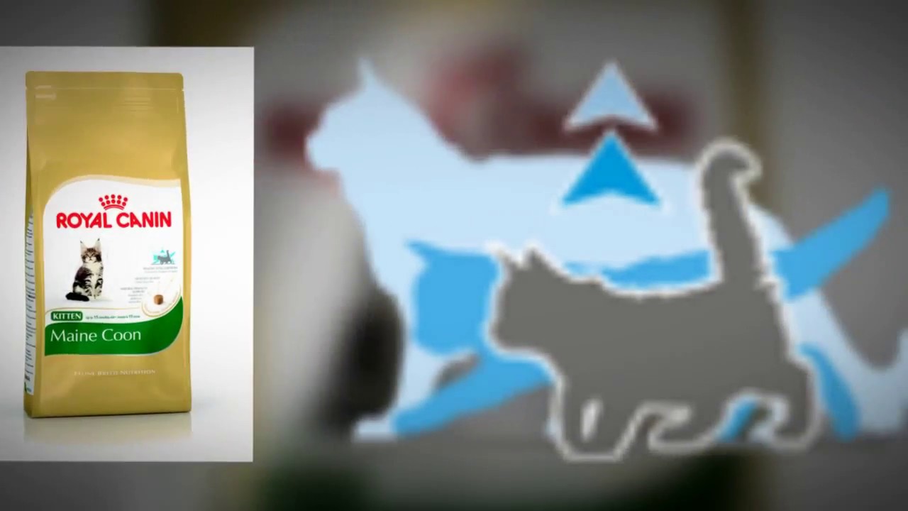 Healthier Maine Coon Kitten Food | Royalcanin.my