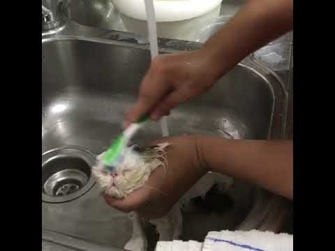 Persian cat gets a bath in the sink - 979146