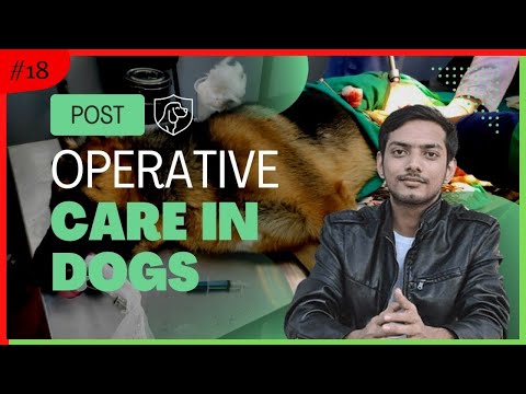 Post Surgery Care in dogs after surgery || ऑपरेशन के बाद dog की देखभाल कैसे करे?