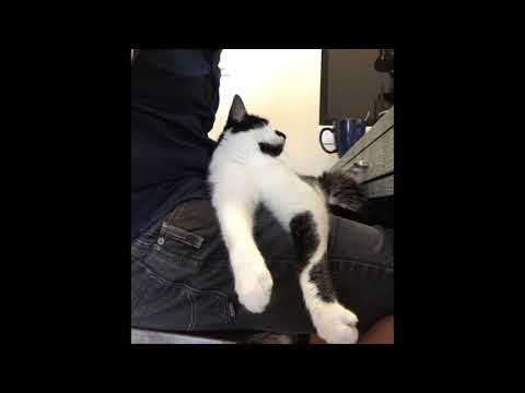 Yes, cats DO miss you when you leave! - YouTube