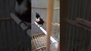 Download lagu Burung Sido kopi/tepus leher putih gacor tembakan rapet mp3 Download lagu Burung Sido kopi/tepus leher putih gacor tembakan rapet mp3