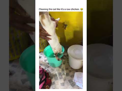 Who notice the cat doesn’t scratch her