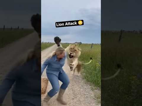 Lion Attacks Woman Walking on the Road 😳 #shorts #lion #animals