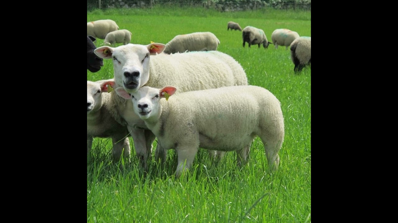 Market update: high lamb prices and positive outlook