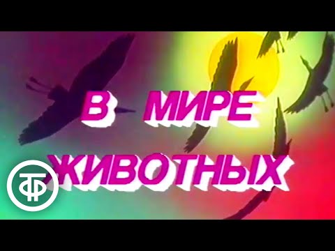 Музыкальная заставка из передачи "В мире животных"