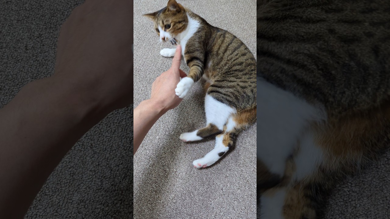 キジシロ猫をナデナデして上げた結果…ブチ切れる!! #cat #ねこ #キジシロ