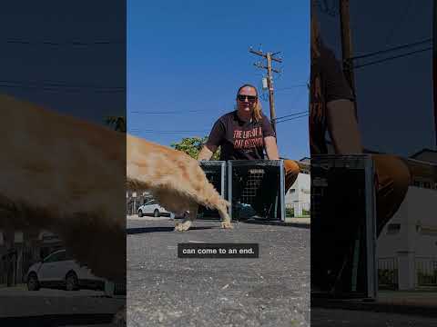 How one backyard stray sparked a mission to save the ‘Cats of San Bernardino’