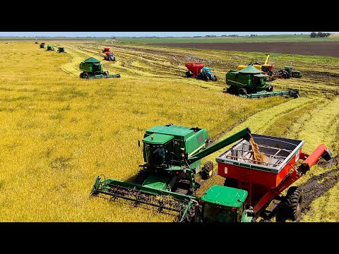 INCRÍVEL COMO É A COLHEITA DO ARROZ NA FRONTEIRA GAÚCHA NO BARRO EXTREMO