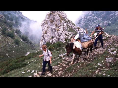 , title : 'La vida de los pastores de los Picos de Europa y el queso de Gamoneu | Oficios Perdidos | Documental