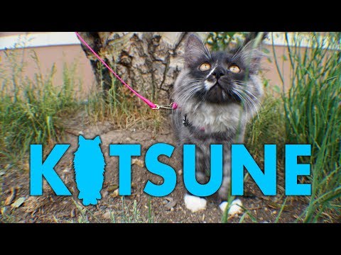 How To Train Your Adventure Cat : Part 1 (Featuring Maneki)