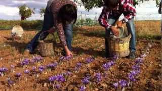 preview picture of video 'Rosa del azafrán 2012 en Camuñas (2)'