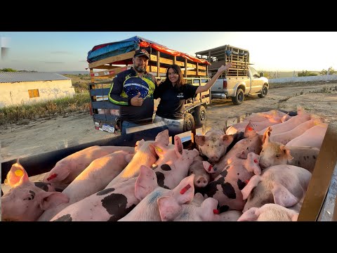 ACOMPANHE O CARREGAMENTO DE SUÍNOS DA SNL PARA OS ESTADOS DA PB / CE / RN 🚚🇧🇷