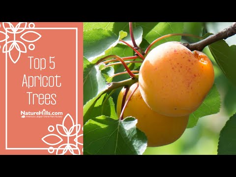 , title : 'Top 5 Favorite Apricot Trees | NatureHills.com'