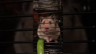 Cyrian hamster
