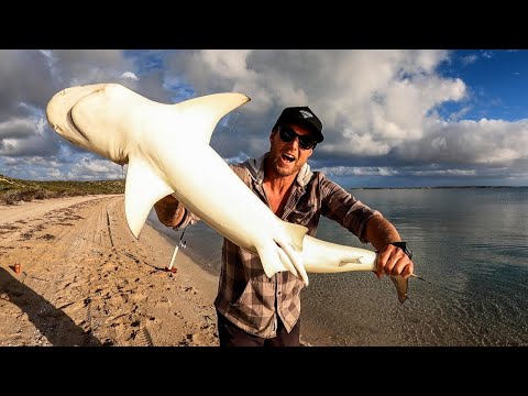 FOOD CHAIN FISHING CHALLENGE - tiny shrimp into HUGE SHARK