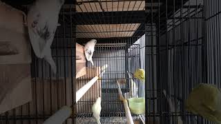 Download lagu cara menjodohkan parkit 1 betina 2 jantan #parkit #ternakparkit #freefly #parkitgacor #budgies mp3