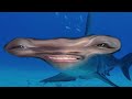New Phobia Of Sharks UNLOCKED