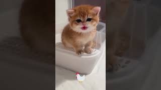 قطة قطة تاكل بطيخ احمر قطة كيوت cat اجمل قطة تربية القطط تربية الحيوانات القطة المضحكه