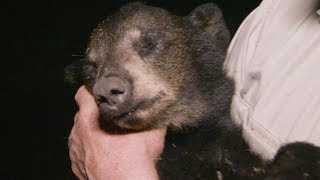 Black Bear Cub Dies Mysteriously | BBC Earth