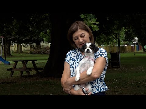 Sve više kućnih ljubimaca kod veterinara zbog visokih temperatura