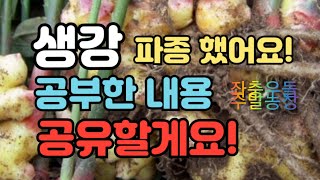 생강재배))