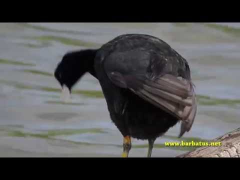 Focha común ( Fulica atra ) Coot