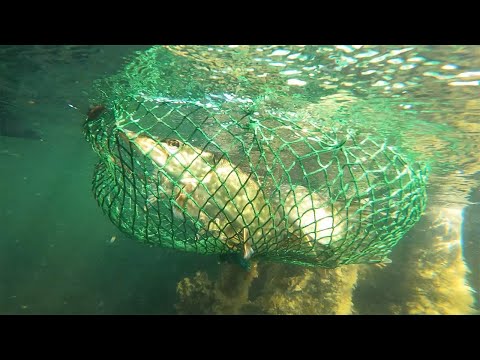 Utplantering av gädda i Stockholms ytterskärgård