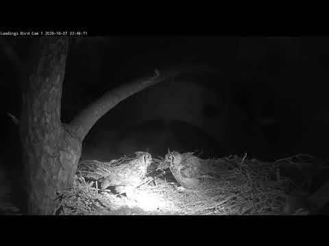 Great Horned Owls at the Savannah nest 10/7/20