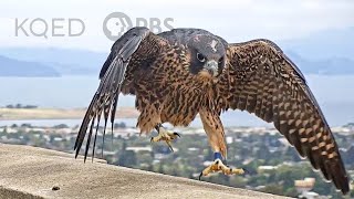 Raising Peregrine Falcon Chicks is a Real Cliff-hanger | Deep Look